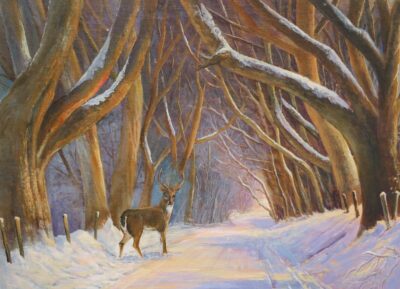 A deer stands on a snowy path surrounded by tall, bare trees, creating a serene winter landscape in Co. Antrim