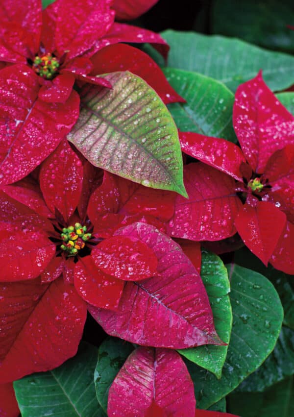 Vibrant red poinsettia flowers with green leaves, some glistening with droplets of water, perfect for a Christmas Ponsettia c