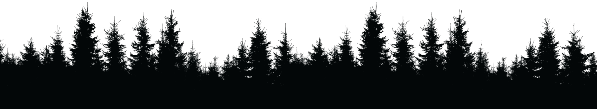 Silhouetted pine tree line in the foreground